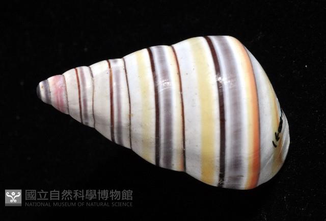 彩虹蝸牛藏品圖，第12張