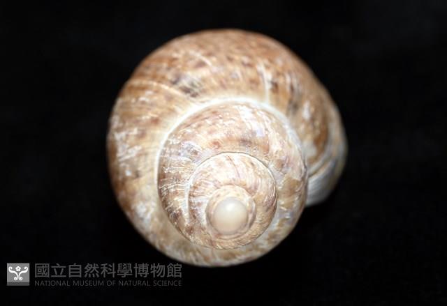 南非鳳螺藏品圖，第12張