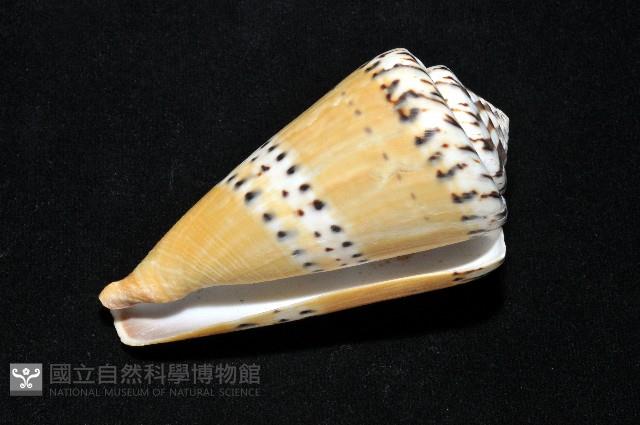 鼬鼠芋螺藏品圖，第12張