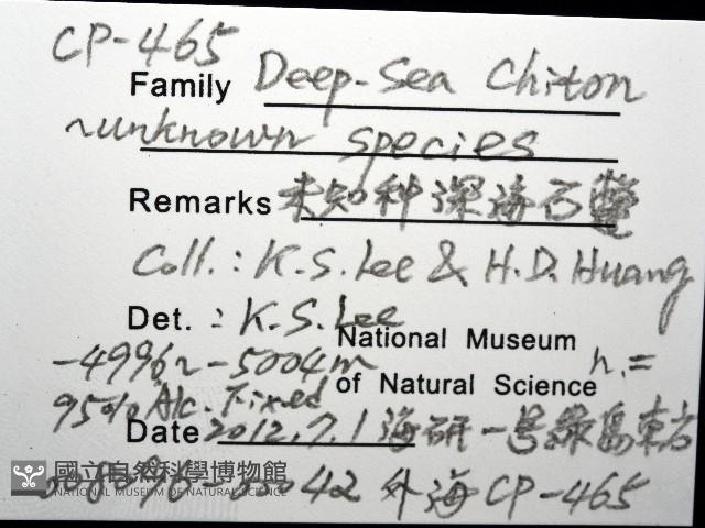 未知種深海石鱉藏品圖，第12張
