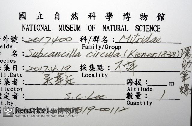 環肋筆螺藏品圖，第12張