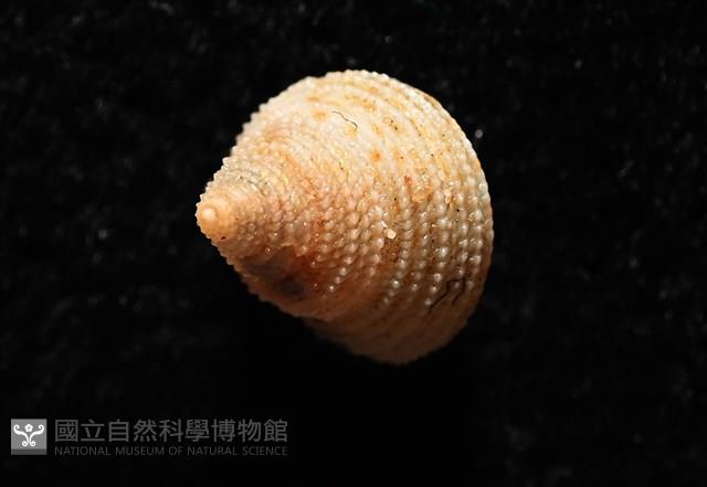 千島國鐘螺藏品圖，第12張