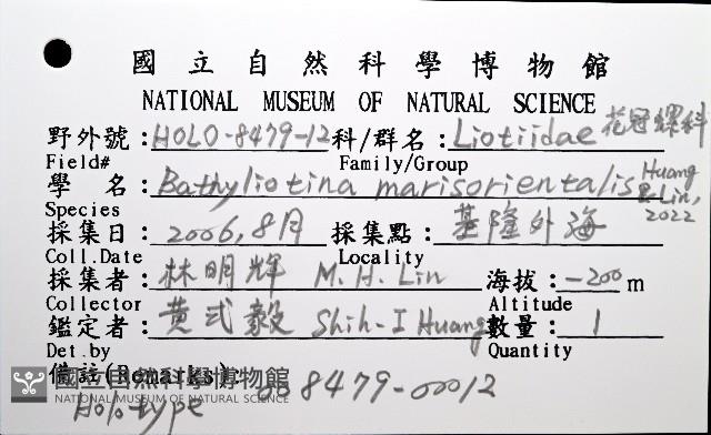 東海花冠螺藏品圖，第12張