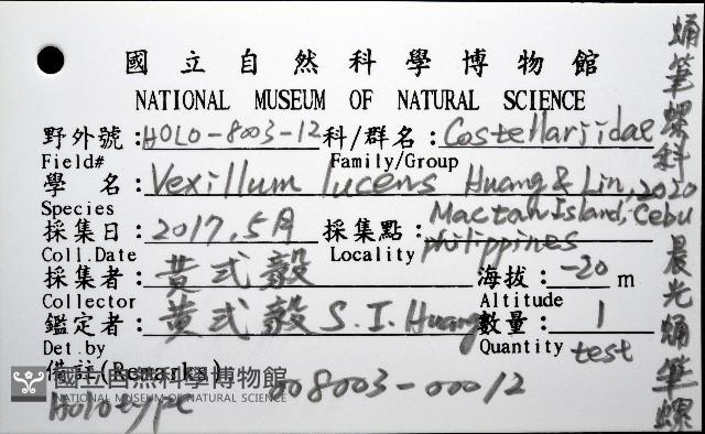 晨光蛹筆螺藏品圖，第12張