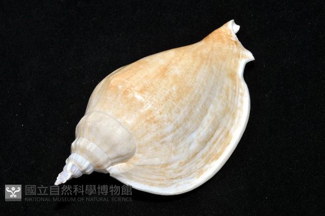 圓袖鳳凰螺藏品圖，第12張