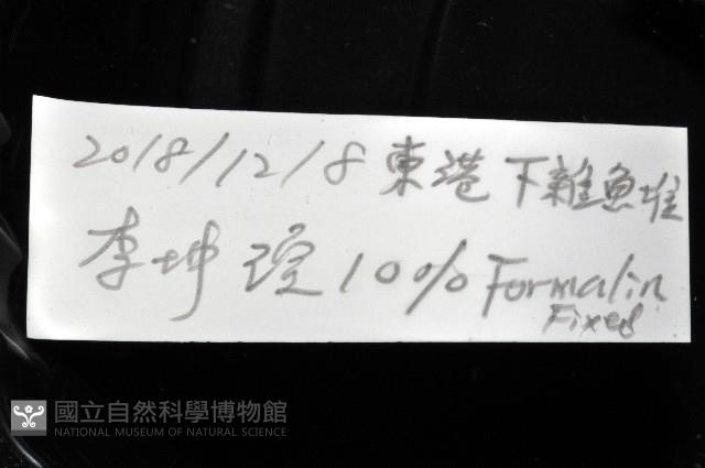瓦爾迪瓦紡錘魷藏品圖，第12張