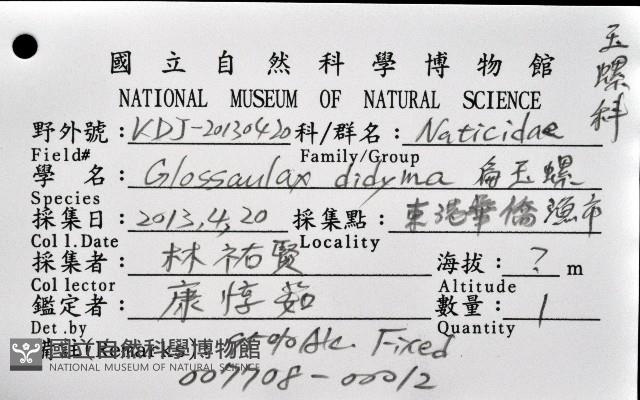大玉螺藏品圖，第12張