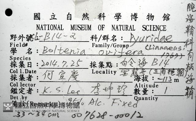 北極有柄海鞘藏品圖，第12張