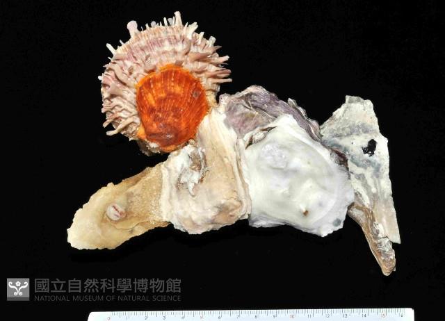 丁蠣藏品圖，第12張