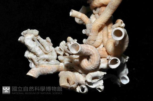 散子蛇螺藏品圖，第12張