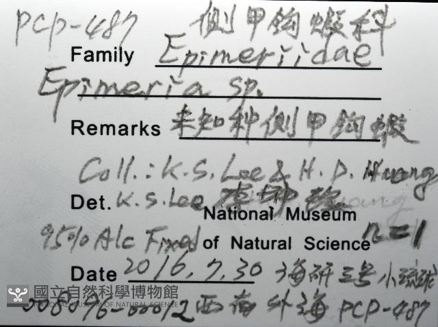 未知種深海側甲鉤蝦藏品圖，第12張