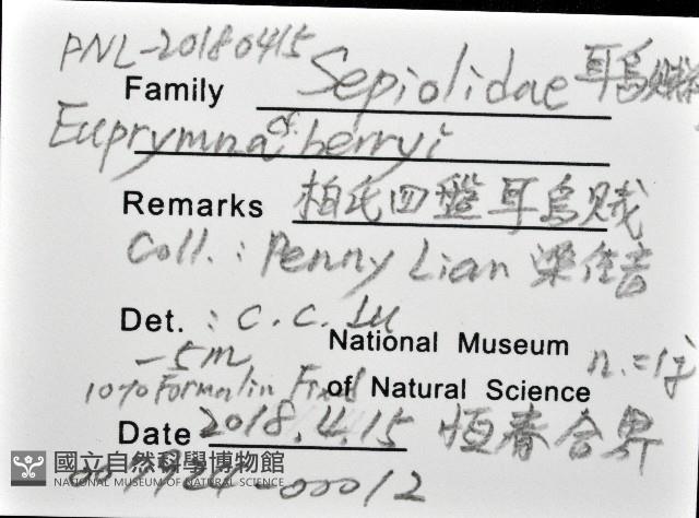柏氏四盤耳烏賊藏品圖，第12張