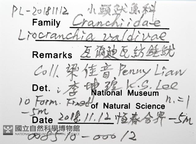 瓦爾迪瓦紡錘魷藏品圖，第12張
