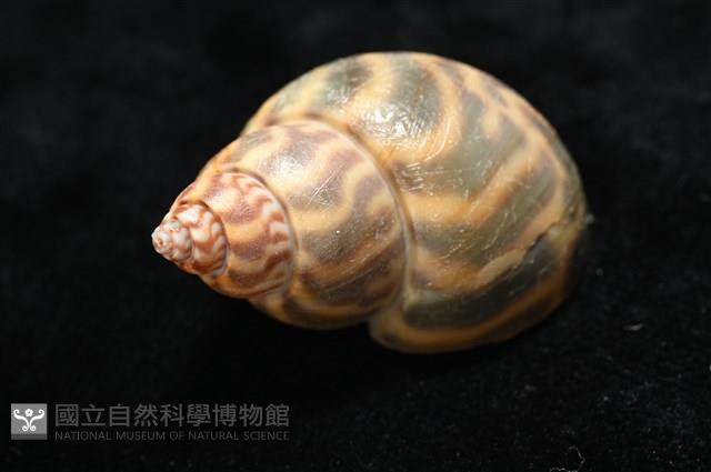 臺灣鳳螺藏品圖，第12張