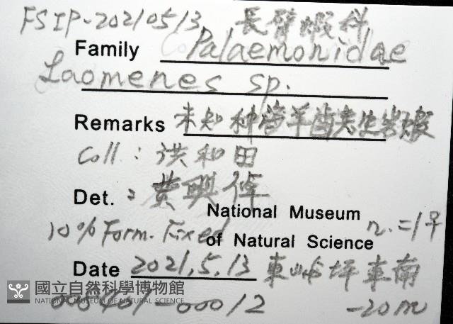 未知種海羊齒共生蝦藏品圖，第12張