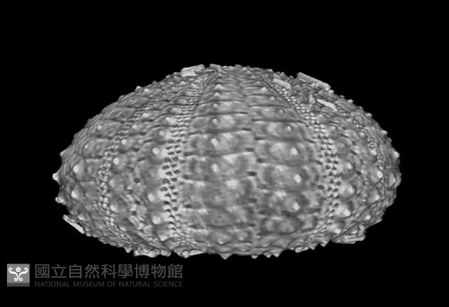 芮氏刻肋海膽藏品圖，第12張
