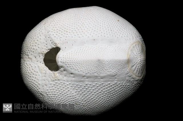 心形海壺藏品圖，第12張