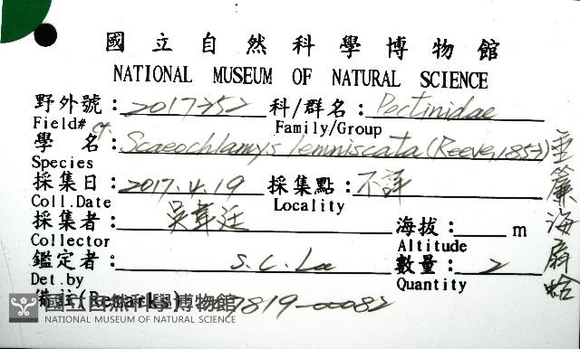 垂簾海扇蛤藏品圖，第12張