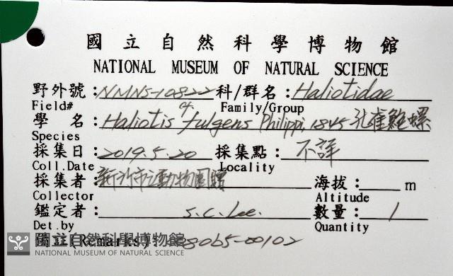 孔雀鮑螺藏品圖，第12張