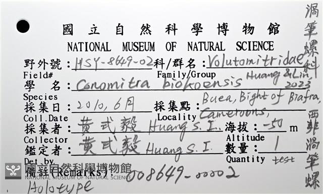 西非渦筆螺藏品圖，第12張
