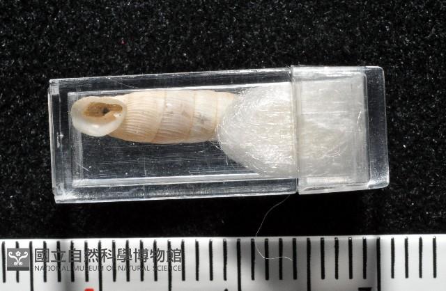 登錄號:004723-00002藏品圖，第12張