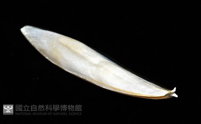 叉尾烏賊藏品圖，第12張