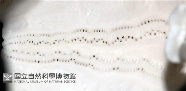 石筆海膽(鉛筆海膽)藏品圖，第12張