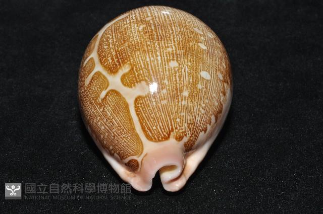 泛紅地圖寶螺藏品圖，第12張