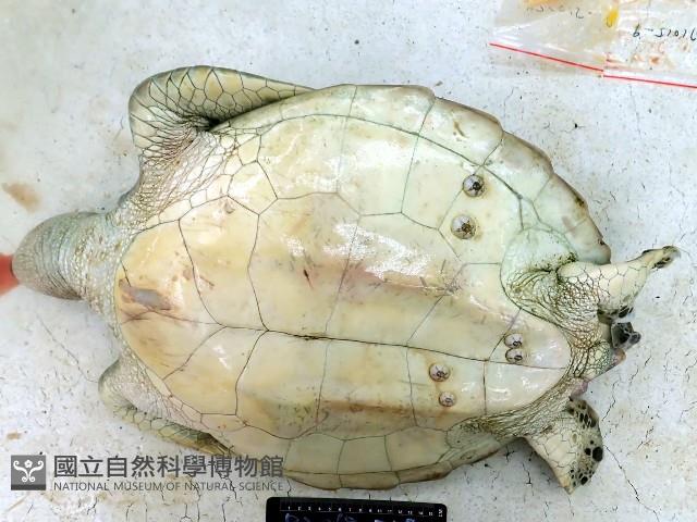 龜藤壺藏品圖，第12張