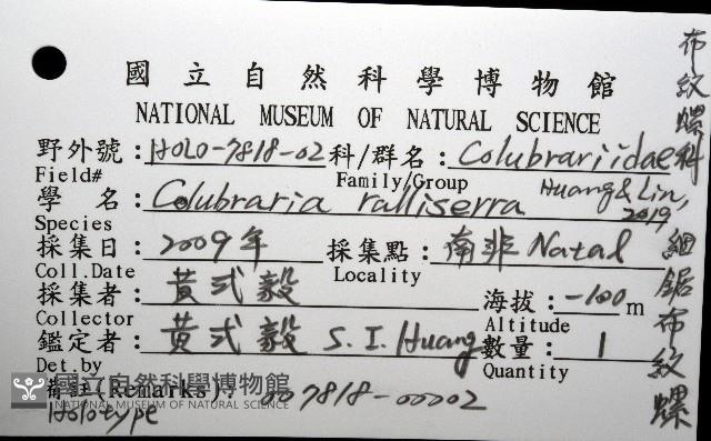 細鋸布紋螺藏品圖，第12張