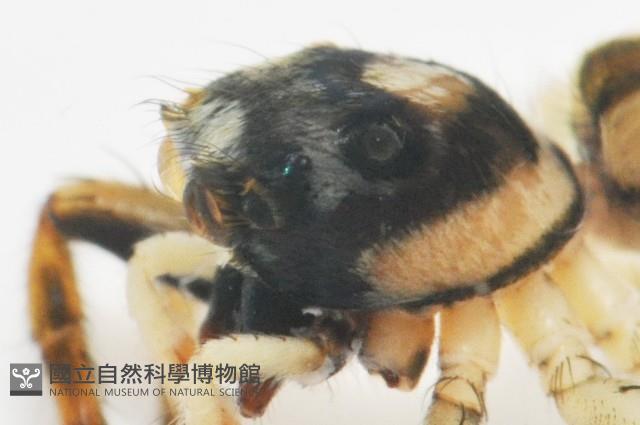 多色金毛蛛藏品圖，第12張