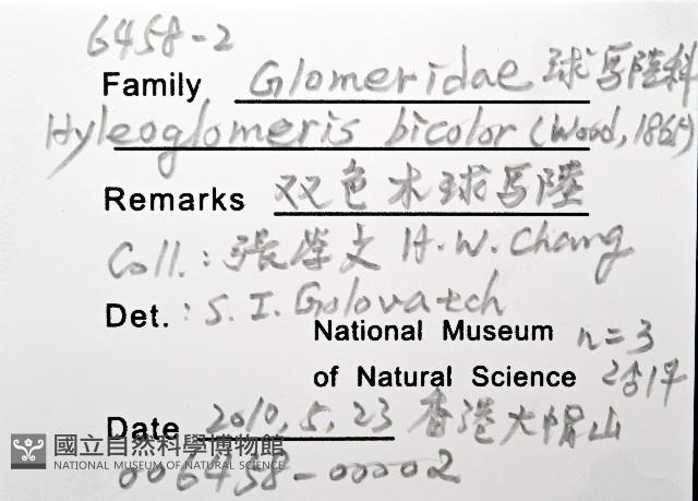 雙色木球馬陸藏品圖，第12張