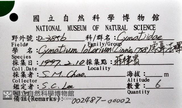 象鼻法螺藏品圖，第12張