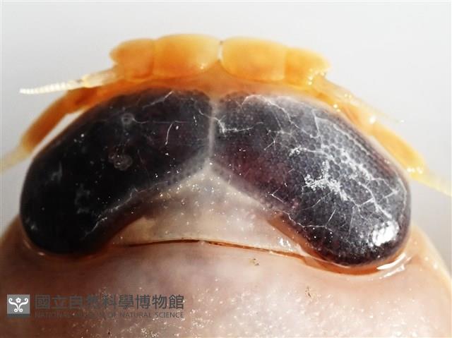 未知種紡錘水虱藏品圖，第12張