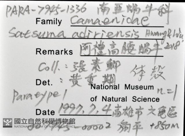 阿禮高腰蝸牛藏品圖，第12張