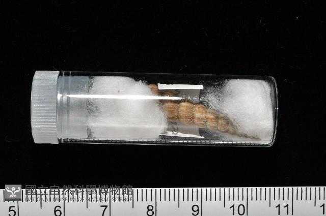 火燄海螄螺藏品圖，第12張
