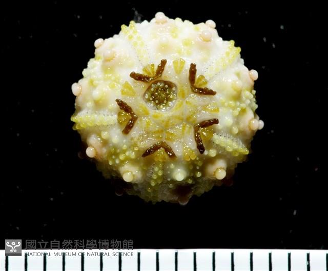 環棘深淵沙棱海膽藏品圖，第12張