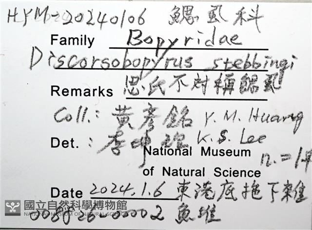思氏不對稱鰓虱藏品圖，第12張