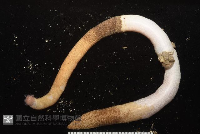 未知種管體星蟲藏品圖，第12張