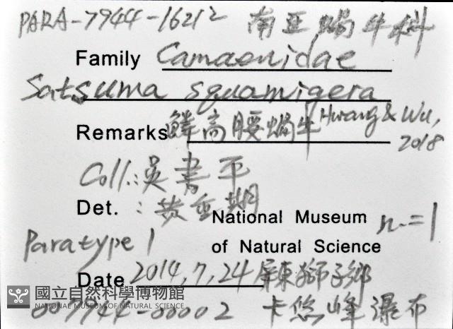 鱗高腰蝸牛(鱗菱蝸牛)藏品圖，第12張