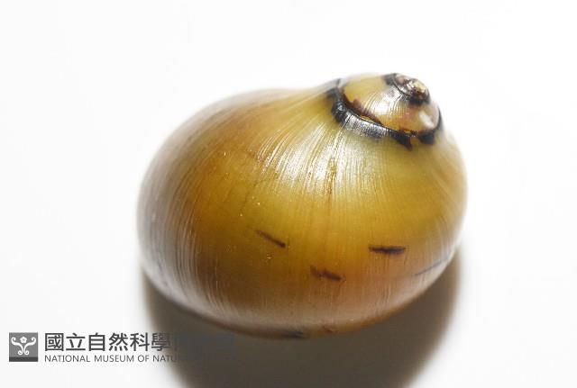 細斑蜑螺藏品圖，第12張