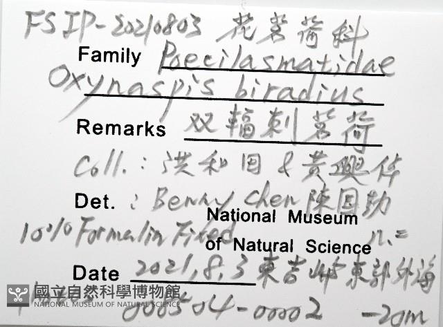 雙輻刺茗荷藏品圖，第12張