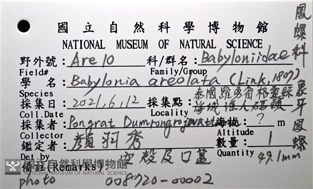 象牙鳳螺藏品圖，第12張