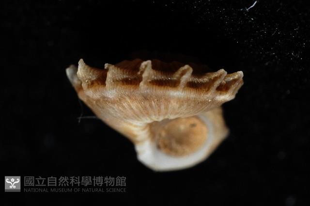 百夫長花冠螺藏品圖，第12張