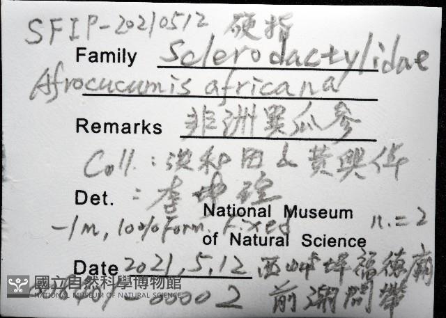 非洲異瓜參藏品圖，第12張