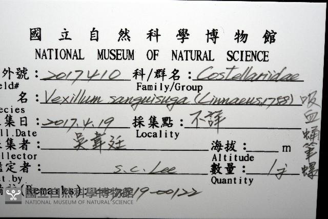 吸血蛹筆螺藏品圖，第12張