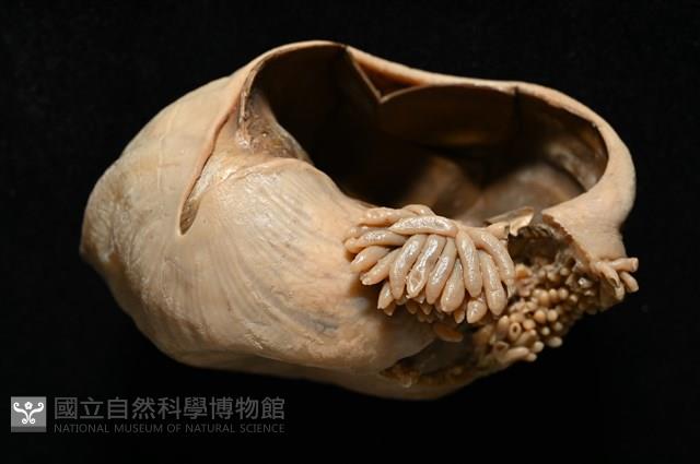 造殼海葵之一種藏品圖，第12張