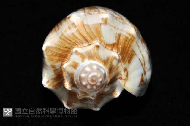 蝙蝠渦螺藏品圖，第12張