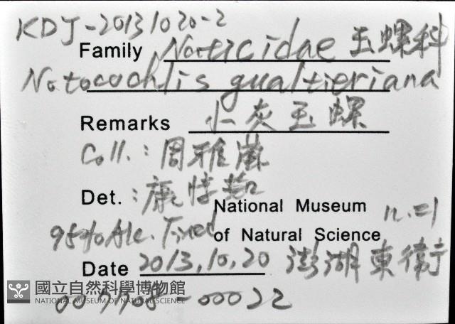 小灰玉螺藏品圖，第12張