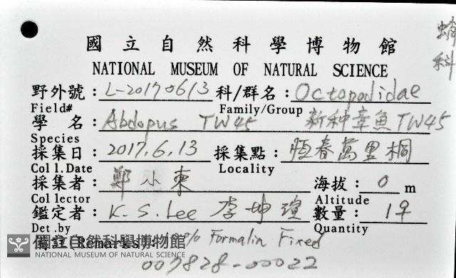 新種章魚TW45藏品圖，第12張